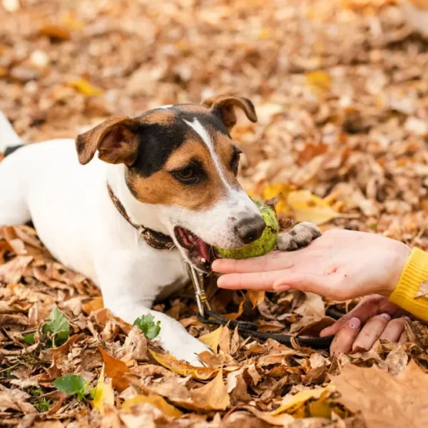 Natural Deer Antler Dog Chew (Medium)