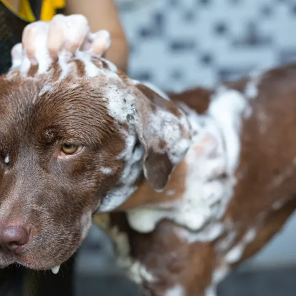 Waterless Dog Shampoo Foam